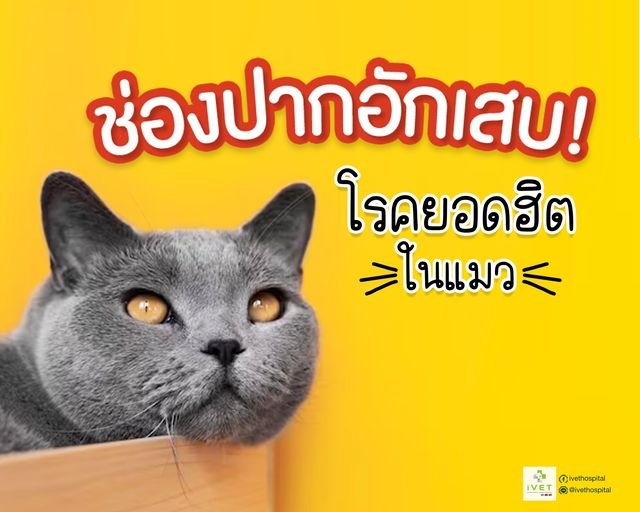 ช่องปากอักเสบในแมว สาเหตุหนึ่งของการกินอาหารลดลง ช่องปากอักเสบในแมว สาเหตุหนึ่งของการกินอาหารลดลง